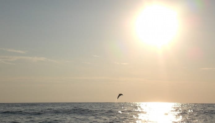 Wilder Delfin springt aus dem Wasser vor dem Bali Mandala