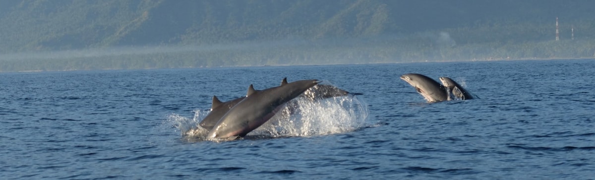 Delfin-Beobachtung