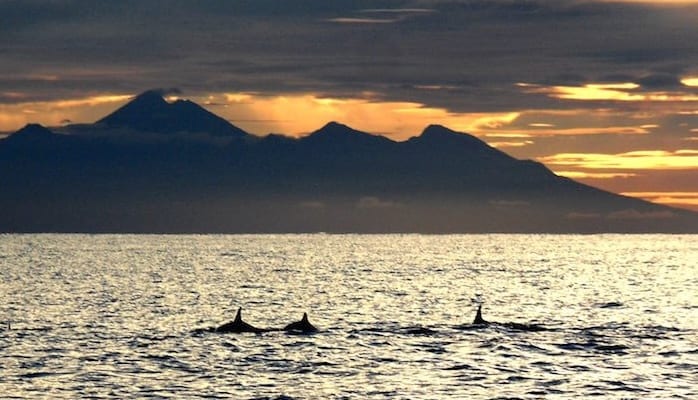 Wilde Delfine in der Bucht vor dem Bali Mandala